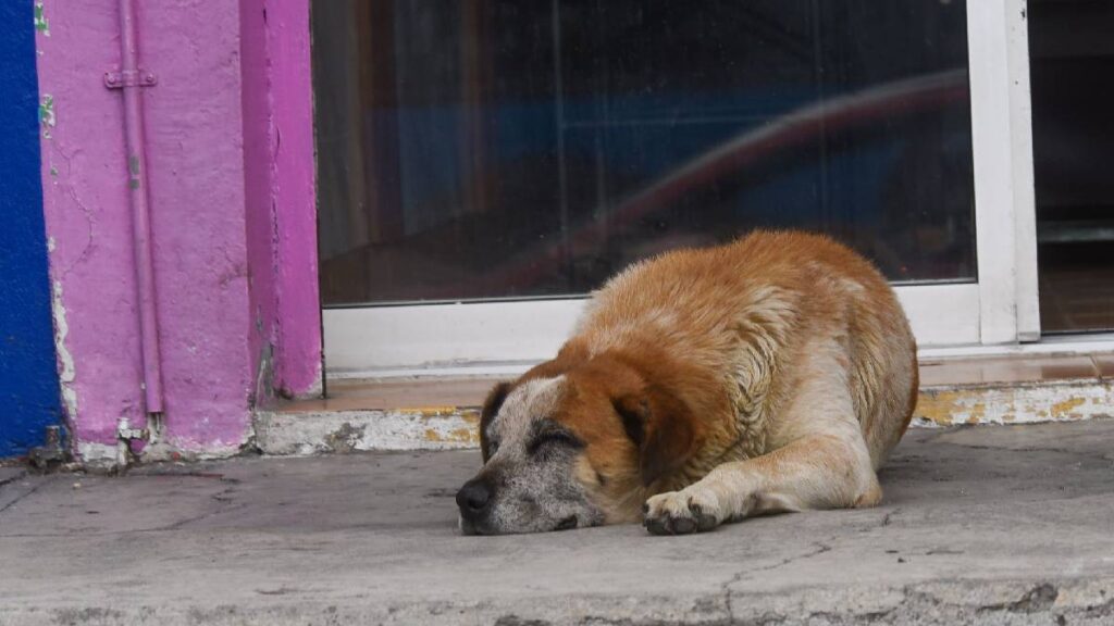 buscan-a-hombre-captado-golpeando-a-un-perro-en-acatzingo-puebla