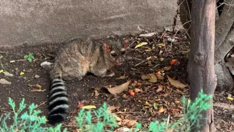 Aparecen cacomixtles en Instituto Nacional de Neurología, así fueron rescatados