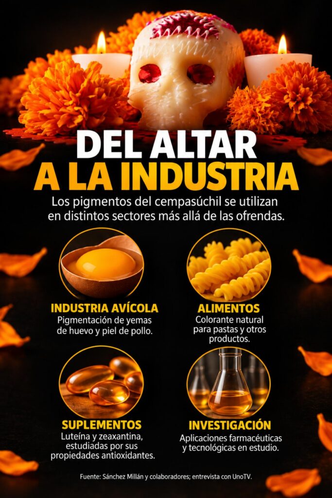 Más allá del altar: China desplaza a México del negocio millonario del cempasúchil: "México ya no produce ni un gramo"