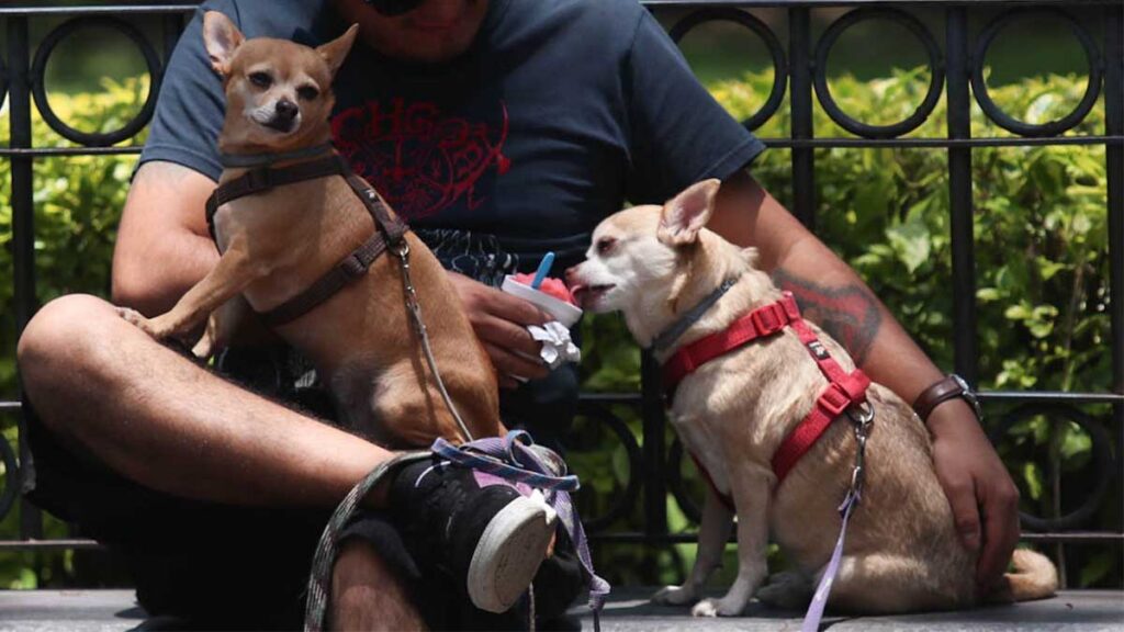 Chihuahua CDMX