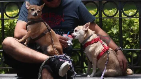 Mujer secuestra perro chihuahua y exige joyas para liberarlo; ya fue detenida en CDMX