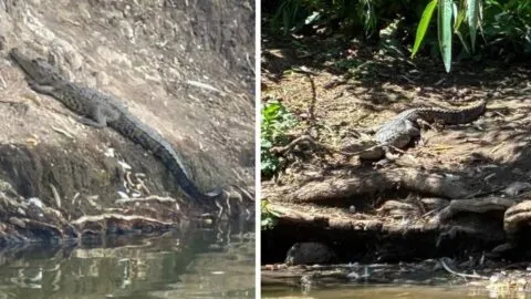 Tras 11 meses en la laguna, capturan cocodrilo en San Baltazar, Puebla