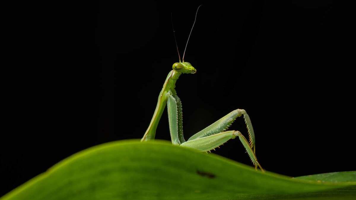 Comedy Wildlife Awards 2026: desde dos osos "bromeando" hasta una mantis "posando", conoce a los finalistas