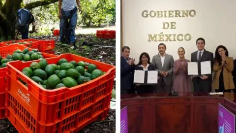 Sheinbaum firma acuerdos para fortalecer producción y exportación de aguacate