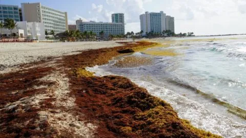 Caribe mexicano en crisis: sargazo, violencia y pérdidas millonarias
