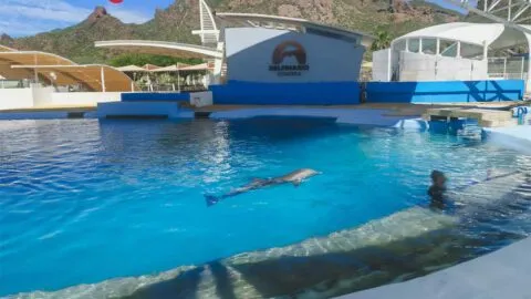 Muere delfín "Moana" en Sonora: Profepa investiga posible desprendimiento de estructura