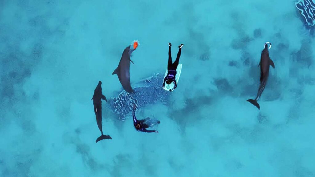 Delfines Cancún