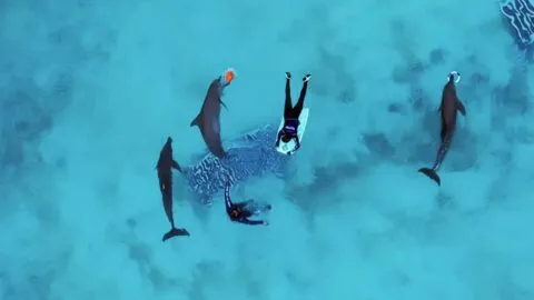 Profepa revela estado de salud de 9 delfines de Dolphin Connection Cancún; algunos no podrían ser trasladados
