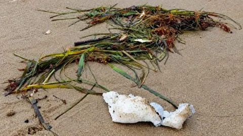 Aparecen nuevos restos de basura espacial en playas de Tamaulipas, culpan a SpaceX