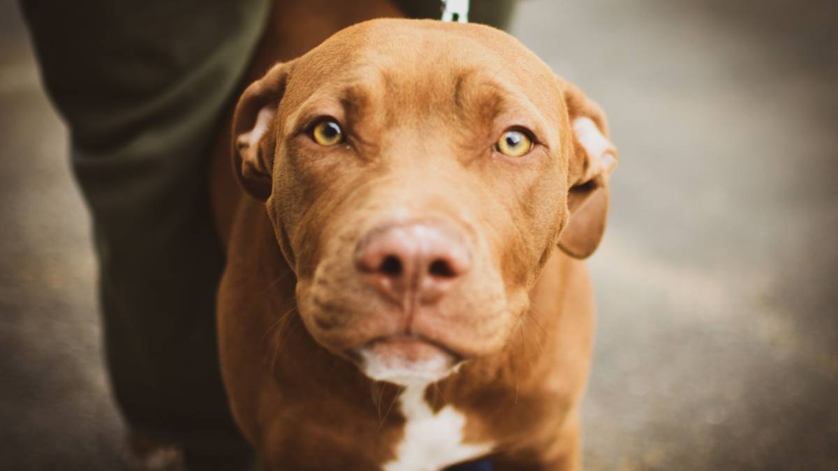 Detienen a dos hombres en Michoacán por arrastrar a un perro en moto y presumirlo en redes sociales