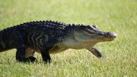 Hombre de 71 años muere en Florida tras ser atacado por un caimán