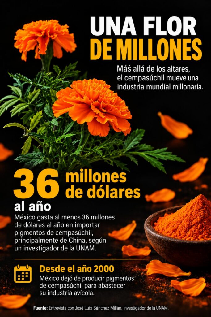 Más allá del altar: China desplaza a México del negocio millonario del cempasúchil: "México ya no produce ni un gramo"