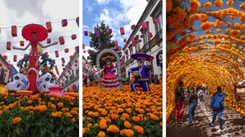 Imágenes: Toluca se viste de Día de Muertos con túnel de cempasúchil y catrinas