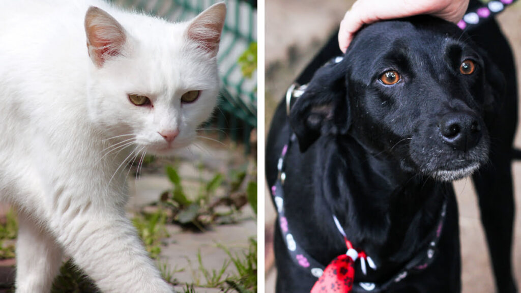 La Brigada de Vigilancia Animal recomienda mantener a las mascotas resguardadas y evitar que estén solas en la calle.