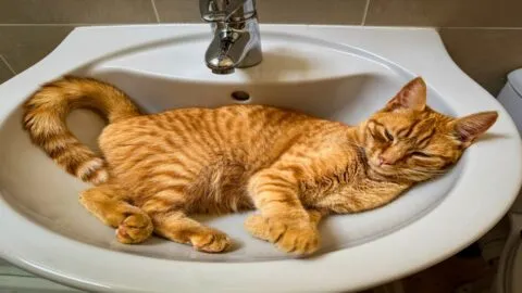 ¿Por qué los gatos naranjas tienen un color y una personalidad tan peculiar? Esto dice la UNAM
