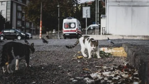 ¡No los dejes sin supervisión! Los gatos en la calle pueden representar riesgos para la salud pública