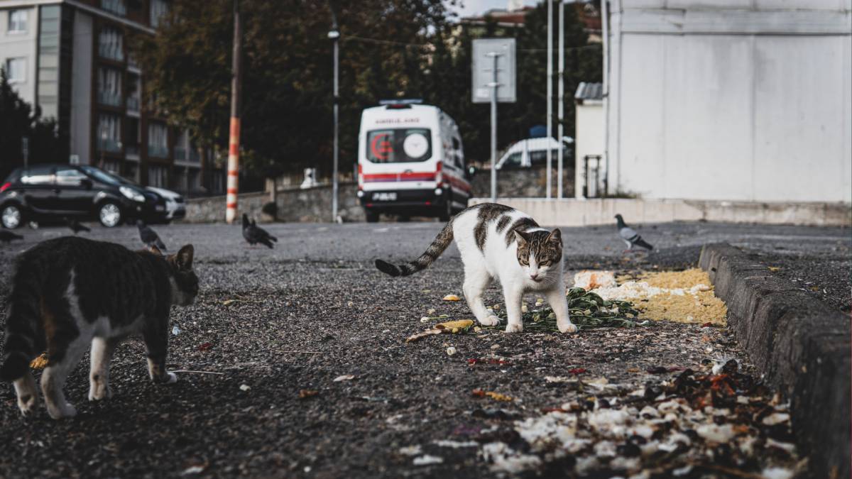 ¡No los dejes sin supervisión! Los gatos en la calle pueden representar riesgos para la salud pública