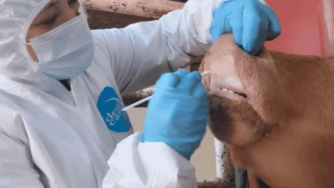 Senasica descarta fiebre aftosa en becerro inspeccionado en Sonora