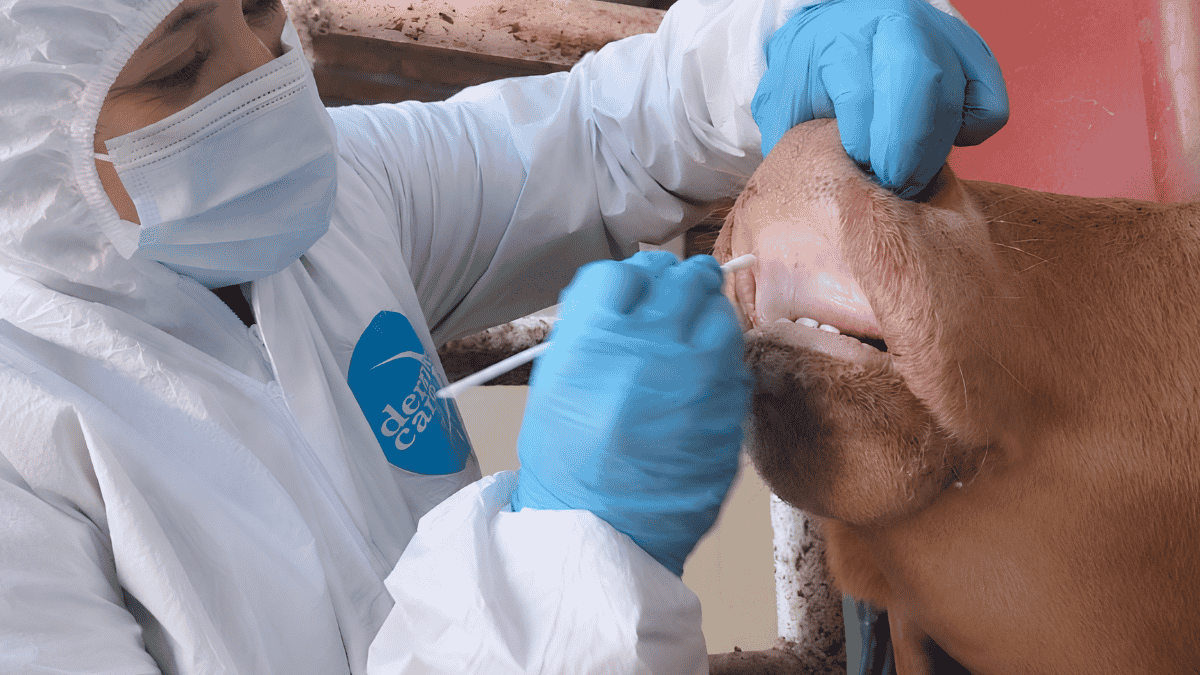 Senasica descarta fiebre aftosa en becerro inspeccionado en Sonora