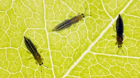 ¿Te encontraste un trips? Esto debes saber sobre la "plaga" de insectos que reportan en la CDMX, pueden provocar dermatitis