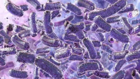 ¿Qué es la bacteria Klebsiella pneumoniae y dónde puede encontrarse en los hospitales?