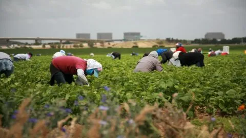 ICE enfrenta nuevas restricciones en California: vehículos, centros de detención y operativos bajo nuevas reglas