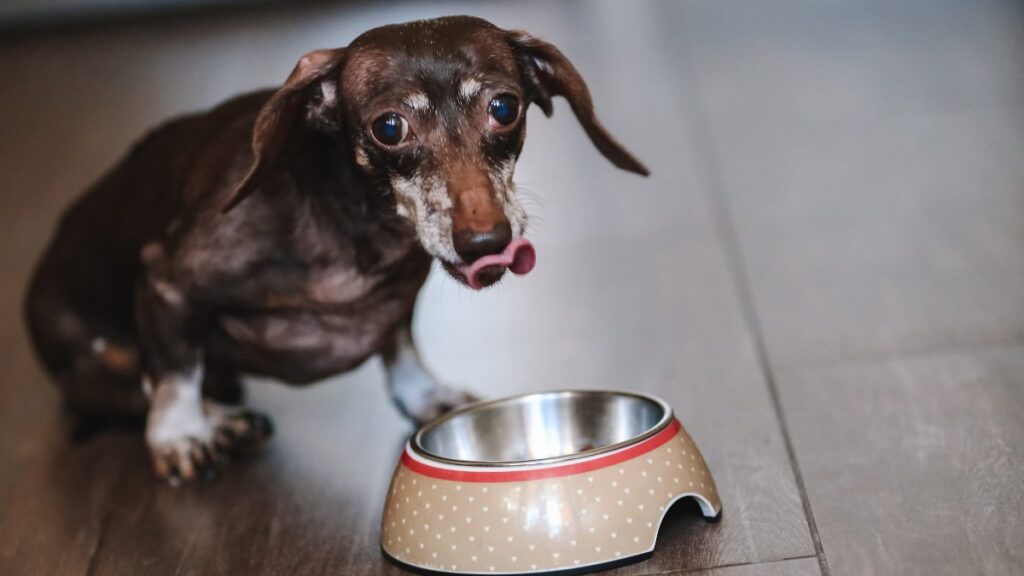 ¿Lavas el plato de tu perro o gato? UNAM advierte sobre riesgos para mascotas y dueños