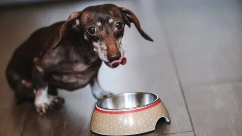 ¿Lavas el plato de tu perro o gato? UNAM advierte sobre riesgos para mascotas y dueños