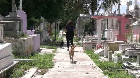 Oso, Bruno y Negrita, los perros que encontraron una nueva vida en el Cementerio General de Mérida