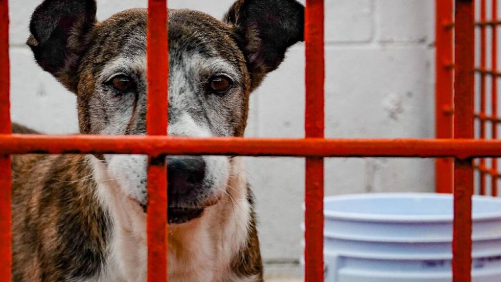 Perros maltratados