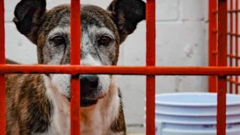Indignación en Morelos: encuentran a dos perros sin vida en Jiutepec; acusan tortura