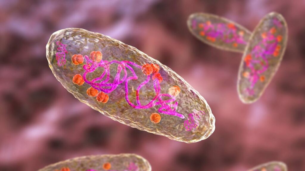 La peste neumónica puede volverse mortal al poco tiempo según la OMS