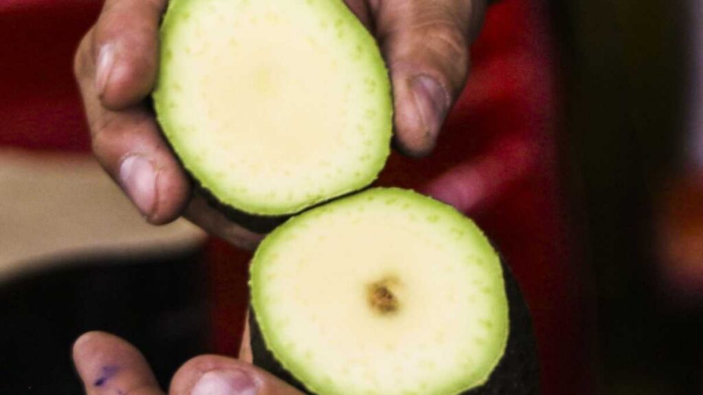 Productores queman aguacate en Michoacán