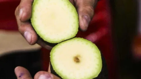 Productores de Michoacán queman 52 toneladas de aguacate por presunta presencia de gusano