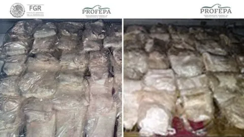 Sentencian a hombre por tráfico de vejigas natatorias de totoaba; pagará más de 19 mdp