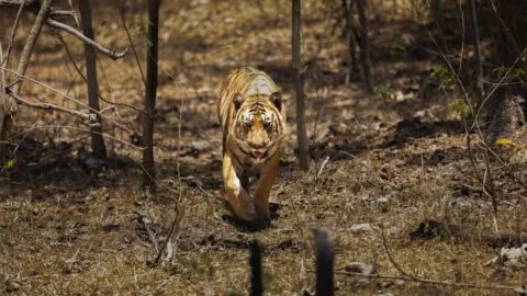VIDEO: Tigre ataca a un hombre que entró a su recinto en un parque de Inglaterra; murió
