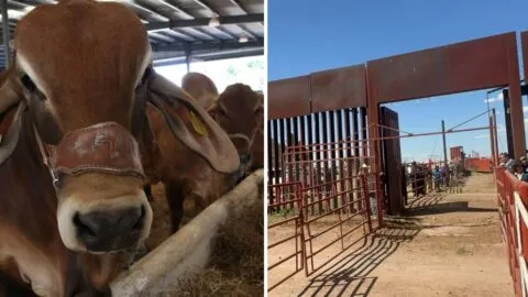 Sonora reanuda exportación de ganado a Estados Unidos tras descartar fiebre aftosa