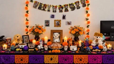 ¿Qué se pone en una ofrenda para mascotas? Estos elementos no deben faltar este Día de Muertos