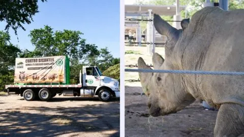 Zoológico Guadalajara recibe a cuatro rinocerontes blancos procedentes de Europa