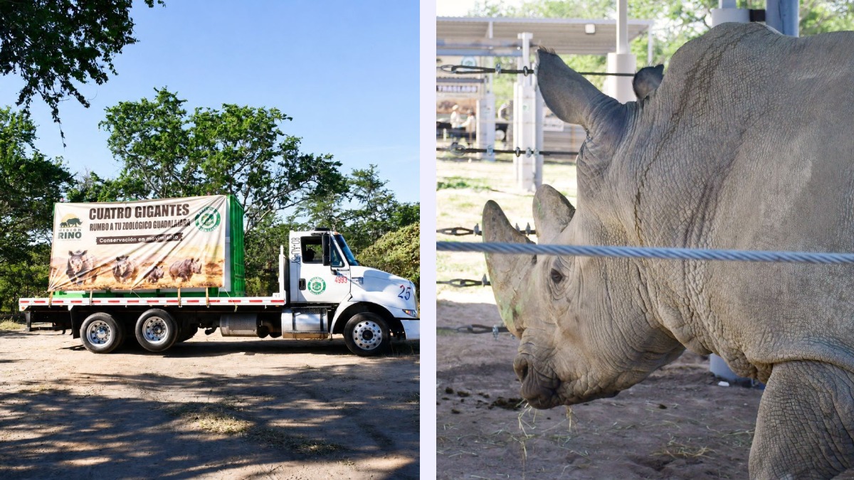 Zoológico Guadalajara recibe a cuatro rinocerontes blancos procedentes de Europa