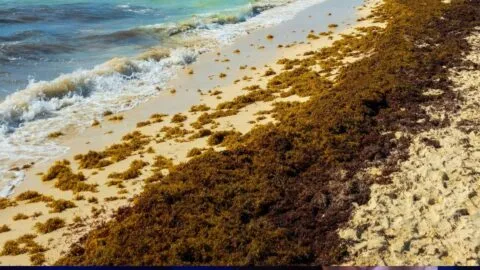 Bioplaster Research: empresa nueva de Yucatán convierte sargazo en bioplásticos