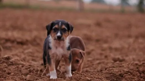 Senado aprueba Ley de Bienestar Animal; ¿qué establece para mascotas?