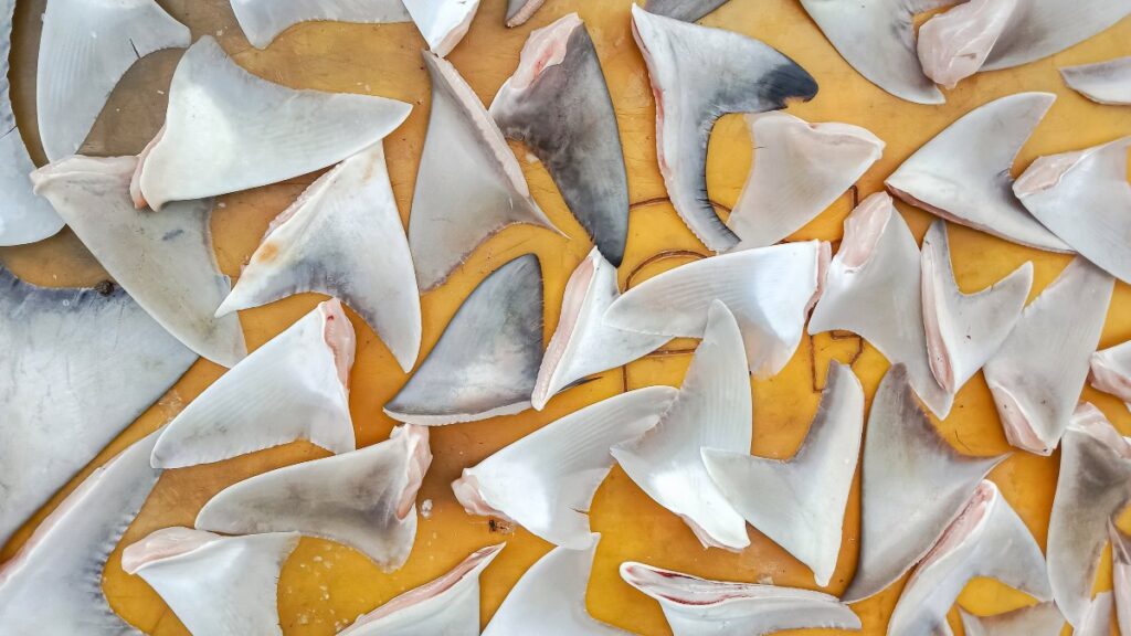 Shark Finning