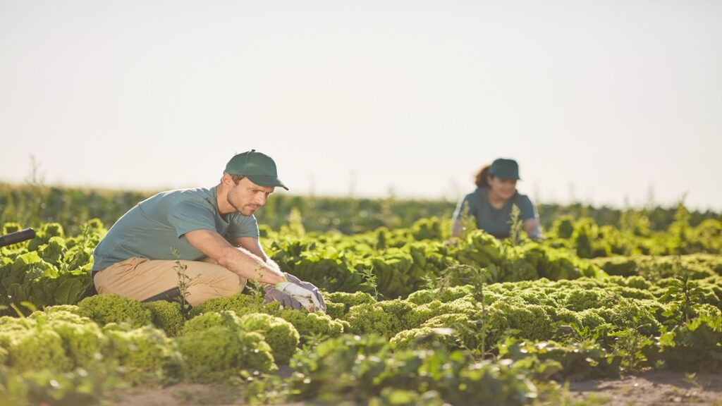 Trabajadores agrícolas