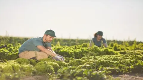 Trabajadores agrícolas en EE. UU. pueden quedarse sin compensación tras un accidente