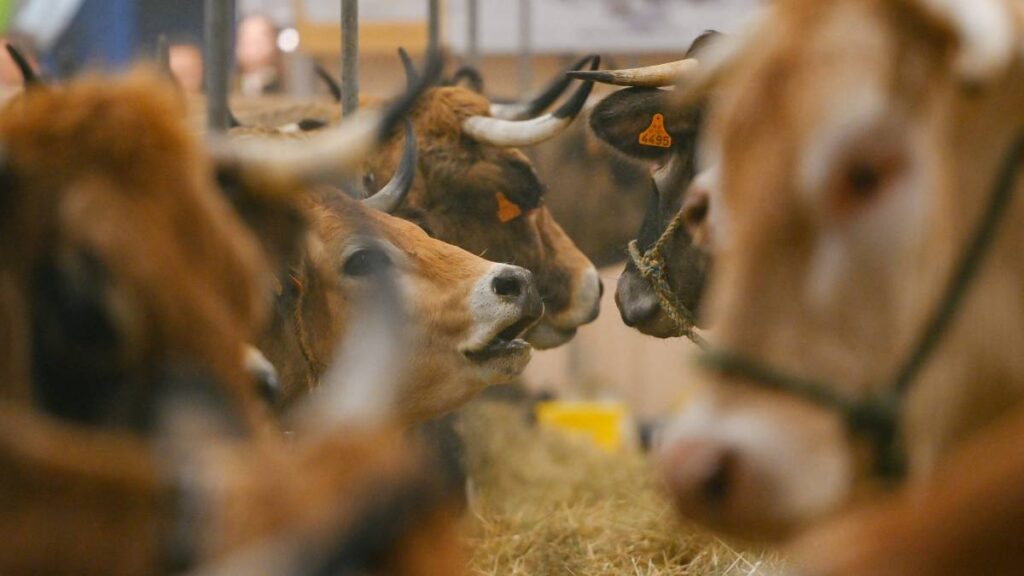 El virus afecta al ganado bovino, ovejas, cabras y caballos
