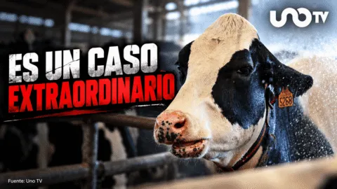 Detectan primer caso mortal en humanos por virus Shamonda en Francia, descartan riesgo general: ¿qué es y cómo se transmite?