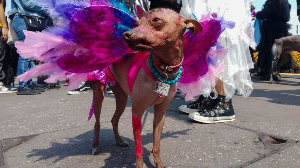 Reconocen a la cultura del xoloitzcuintle en CDMX