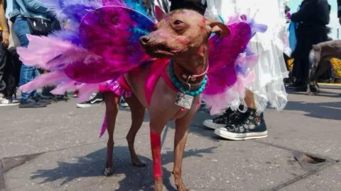 Declaran a la cultura del Xoloitzcuintle como patrimonio cultural inmaterial de la CDMX