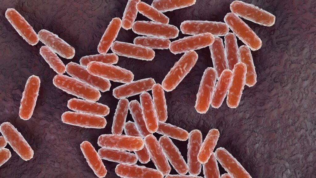 Yersinia pestis, bacteria de la peste. Getty.